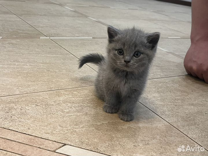 Вислоухие котята