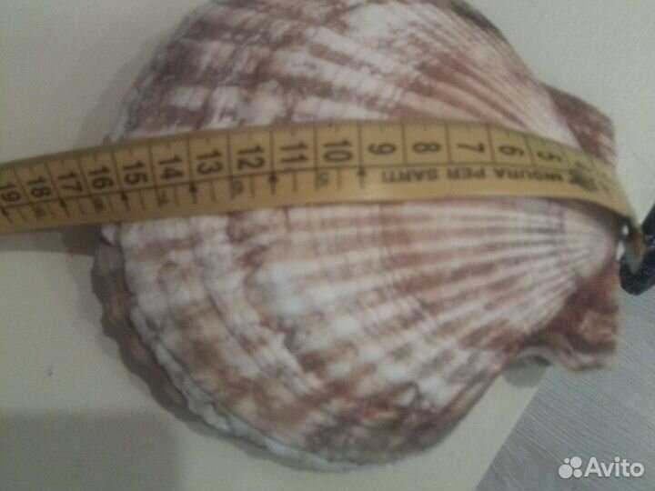 Раковины, морские гребешки