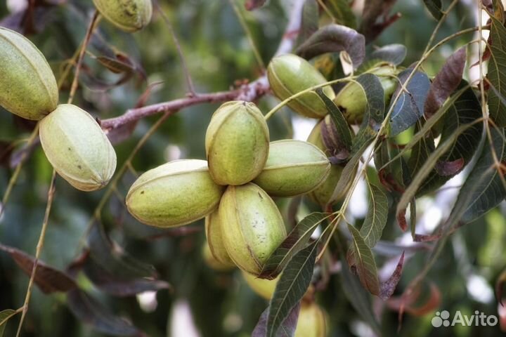 Саженцы ореха пекан