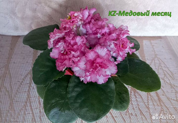 Продам листики сортовых фиалок