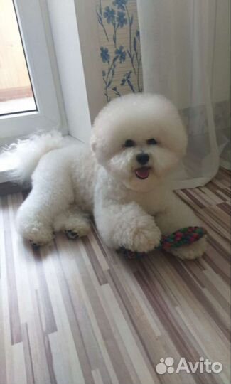 Щенки бишон фризе
