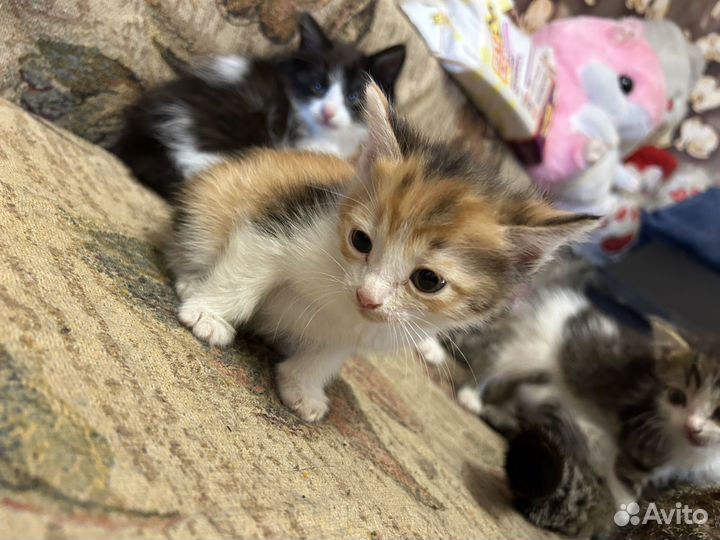 Котята