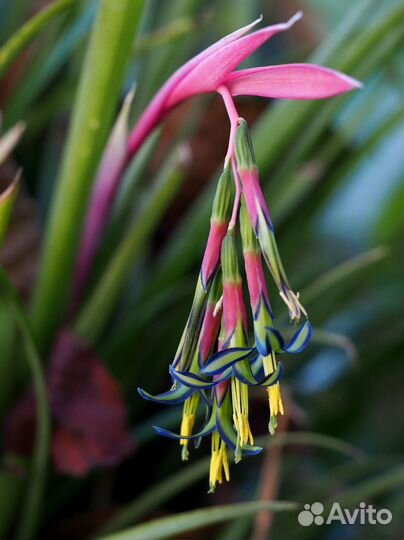 Красивоцветущие