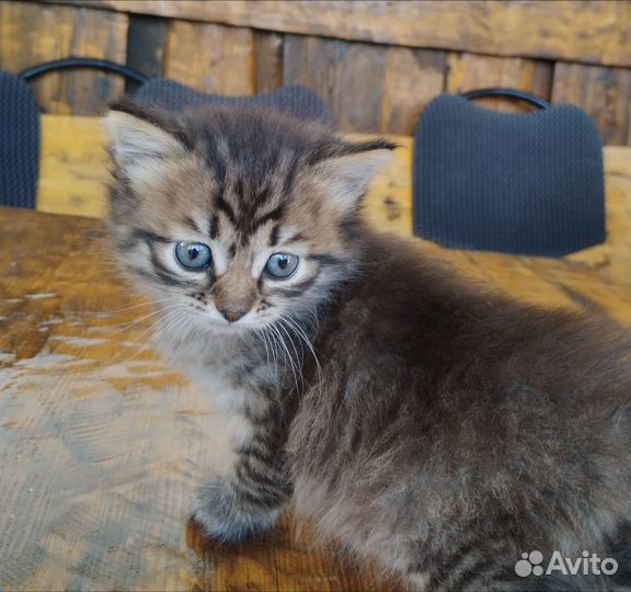 Отдам в добрые руки