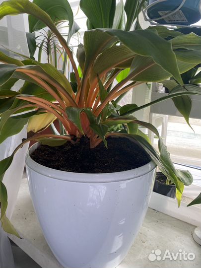 Домашние цветы