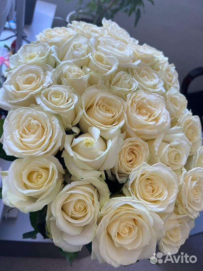 Роза белая. Букеты из 15,25,31,51, 101 розы