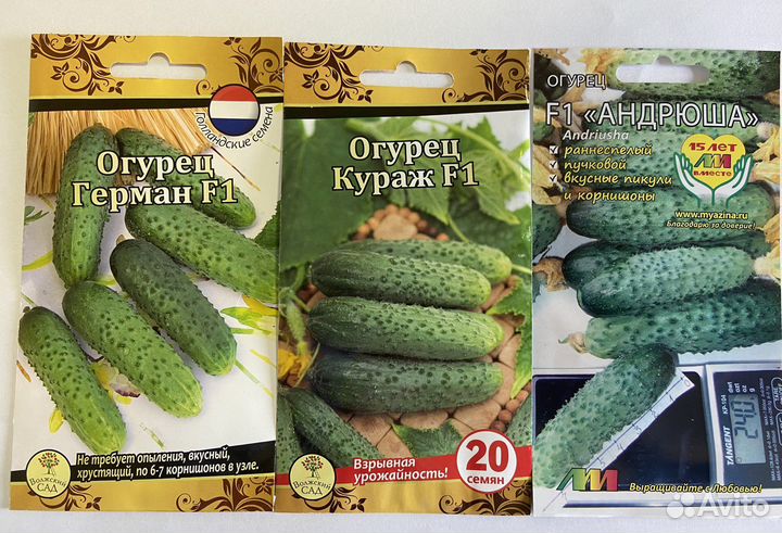 Огурцы семена