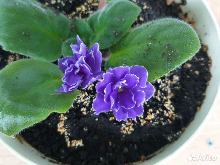 Фиалка цветы растения комнатные