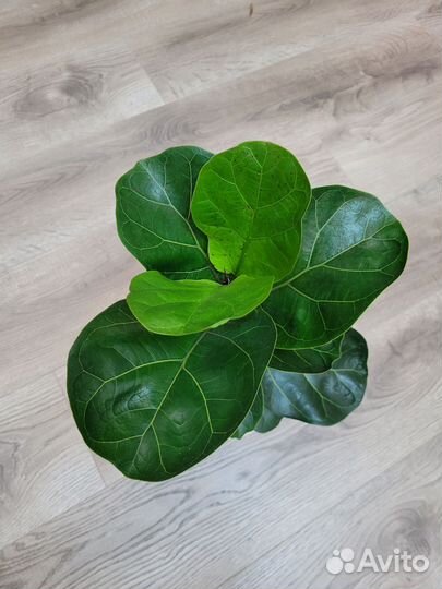 Фикус лировидный бамбино