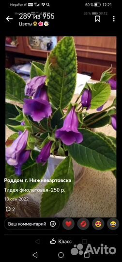 Комнатные цветы