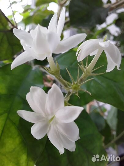 Жасмин,акалифа,инжир