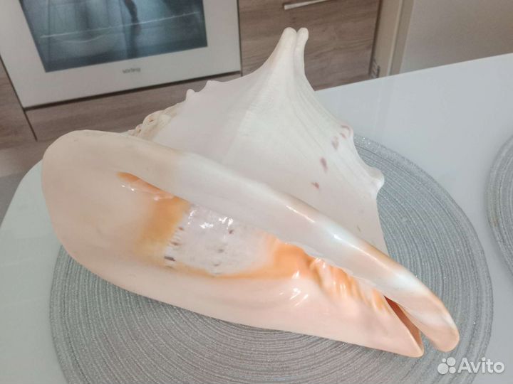 Большая натуральная ракушка