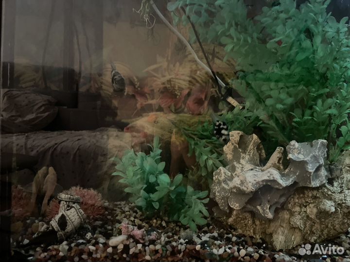 Аквариумные рыбки