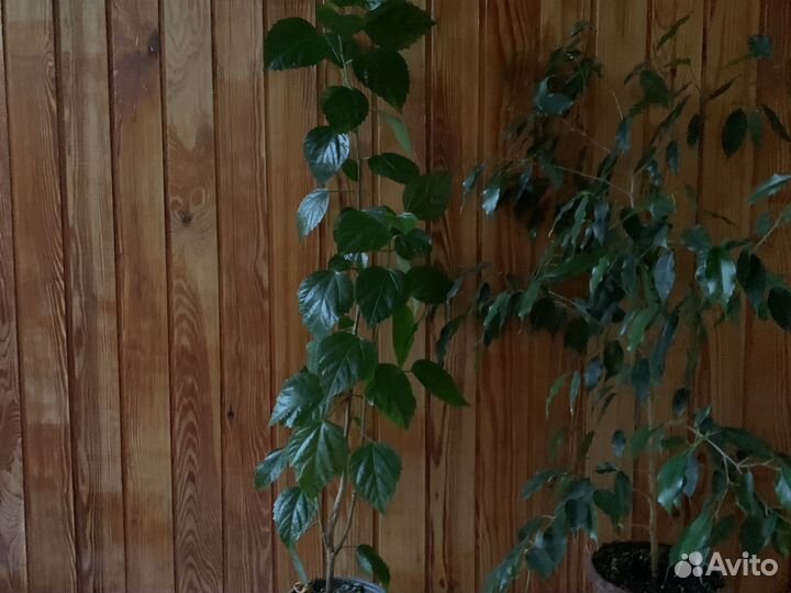 Комнатные цветы