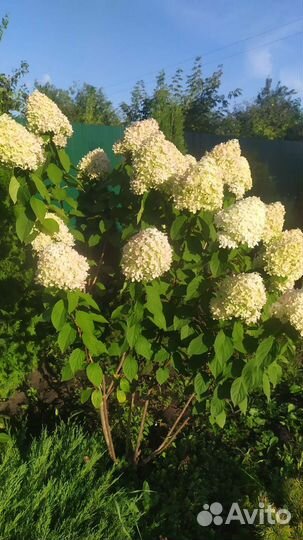 Гортензия лайм лайт