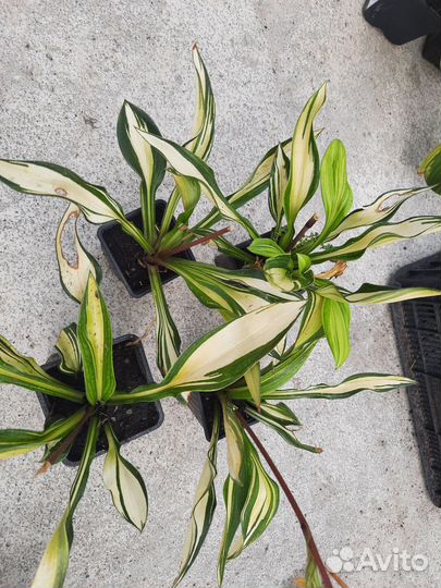 Продам хосты