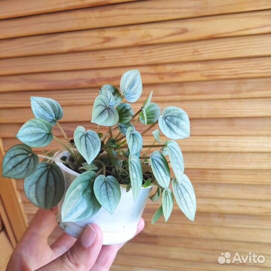 Пеперомия Мунлайт