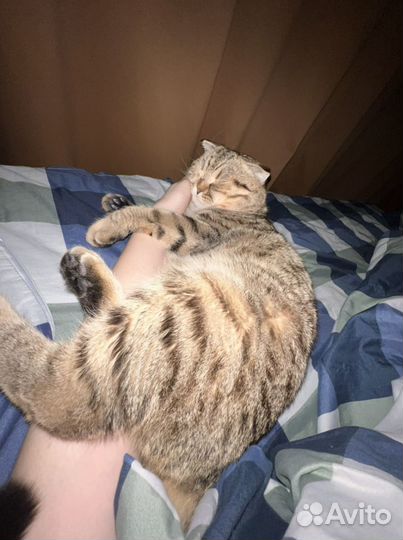 Кот ищет кошечку для вязки