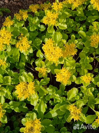 Цветы многолетники