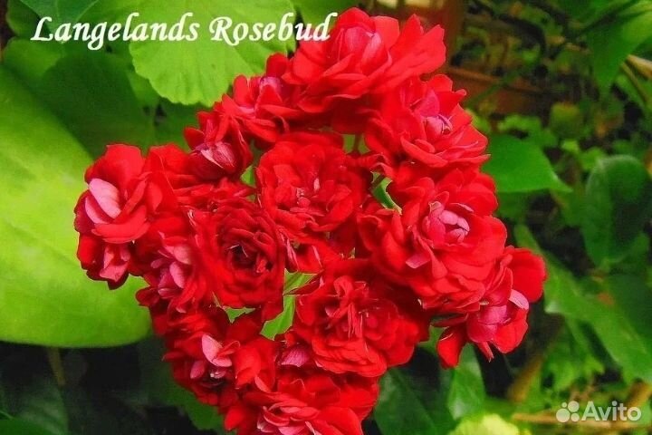 Пеларгония герань сортовая черенки