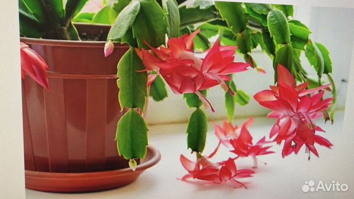 Цветок Декабрист