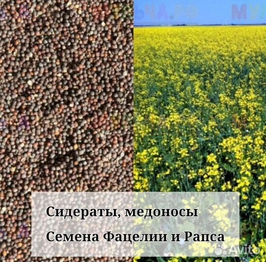 Семена Фацелии и Рапса