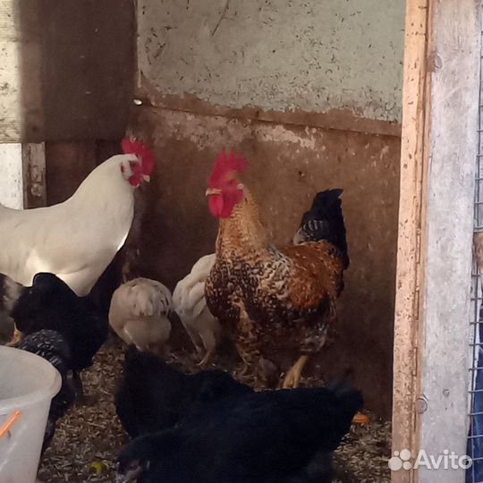 Петухи породистые