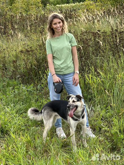 Молодой пёс из приюта ищет дом