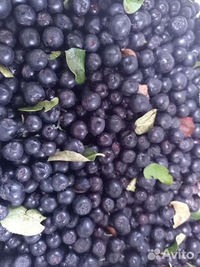 Черноплодная рябина ягоды