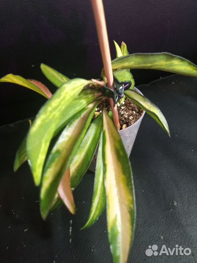 Хойя вайети триколор