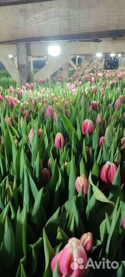 Тюльпаны