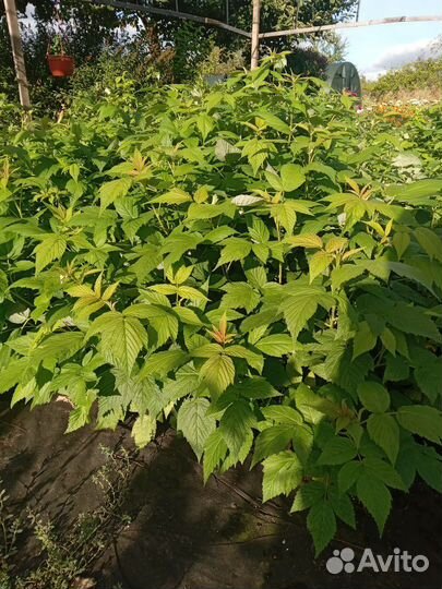 Саженцы малины ремонтантной