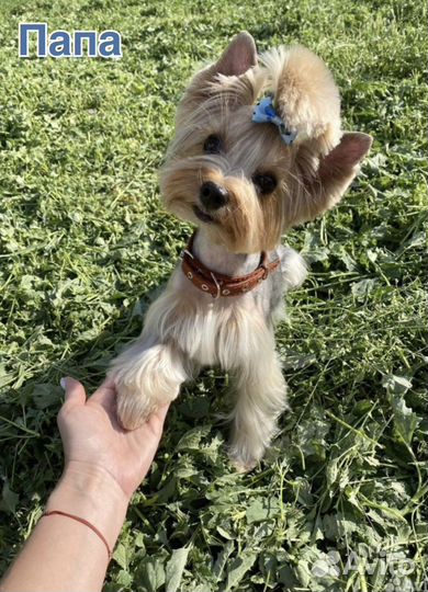 Йоркширский терьер