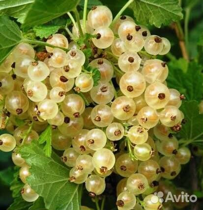 Плодовые кусты- Пос. Дорожный