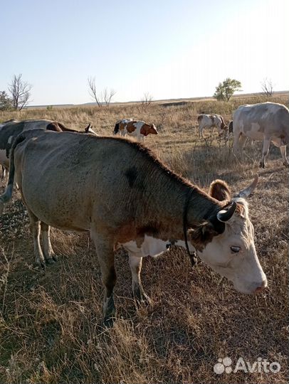 Крс и баранчики