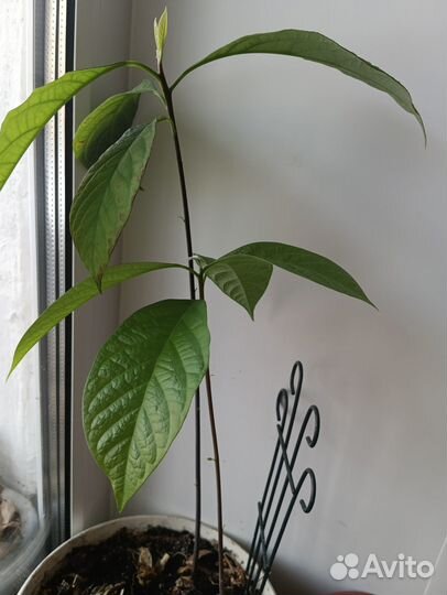 Авокадо Хасс