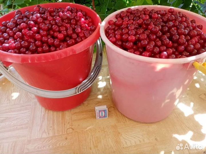 Вишня саженцы