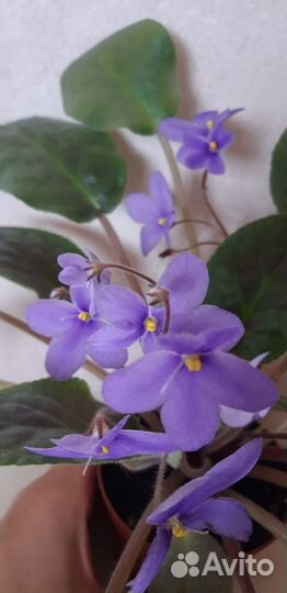 Продается цветущая фиалка в горшке