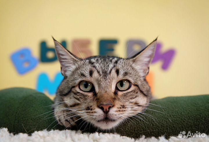 Кот Матвей