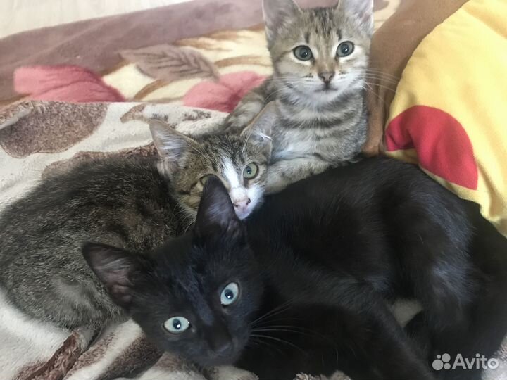 Котята в добрые руки