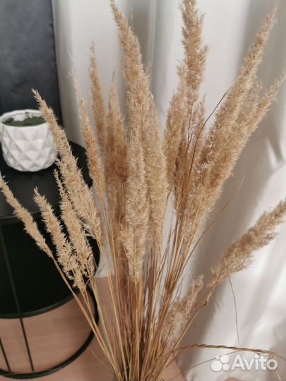 Декоративные злаки