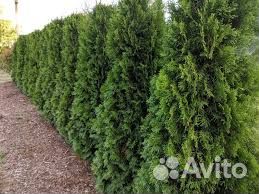 Туя западная, Кипарисовик, контейнер зкс