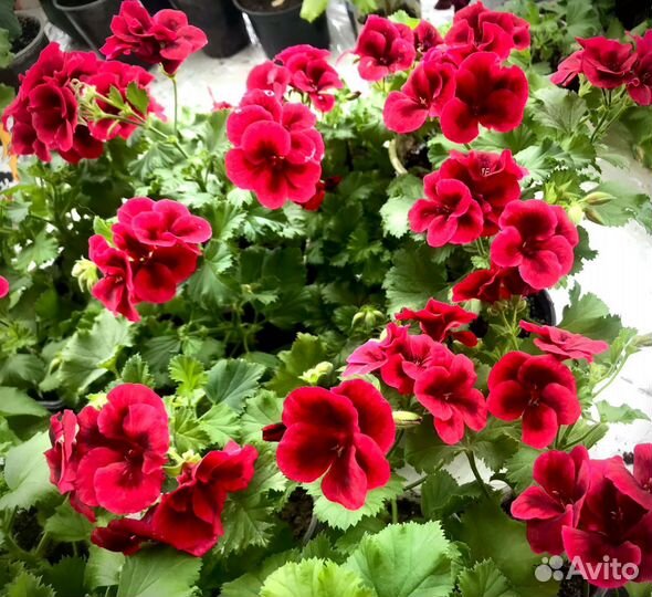 Пеларгония герань сортовая