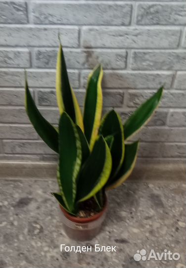 Сансевиерии сортовые