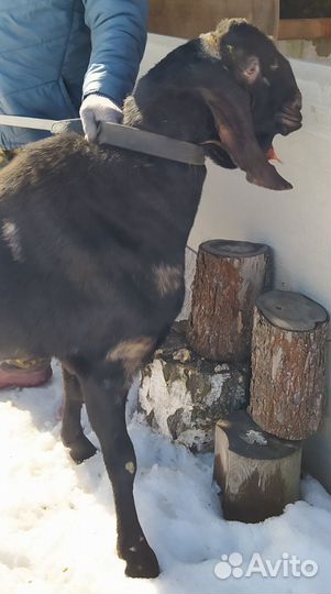 Нубийский козел