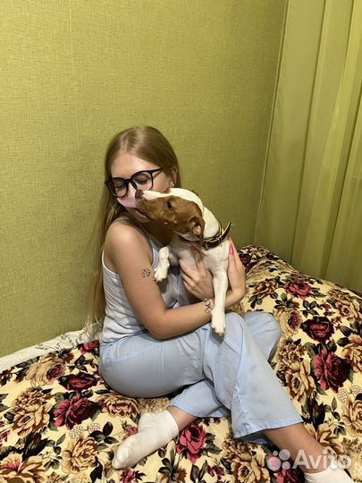 Передержка собак маленьких пород