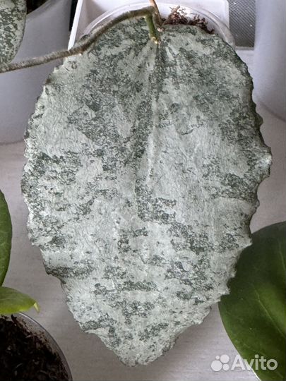 Хойя Caudate Borneo silver, Waymaniae sky