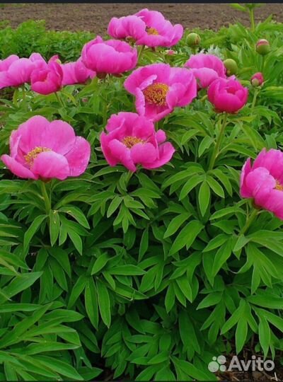 Марьин корень,пион уклоняющийся