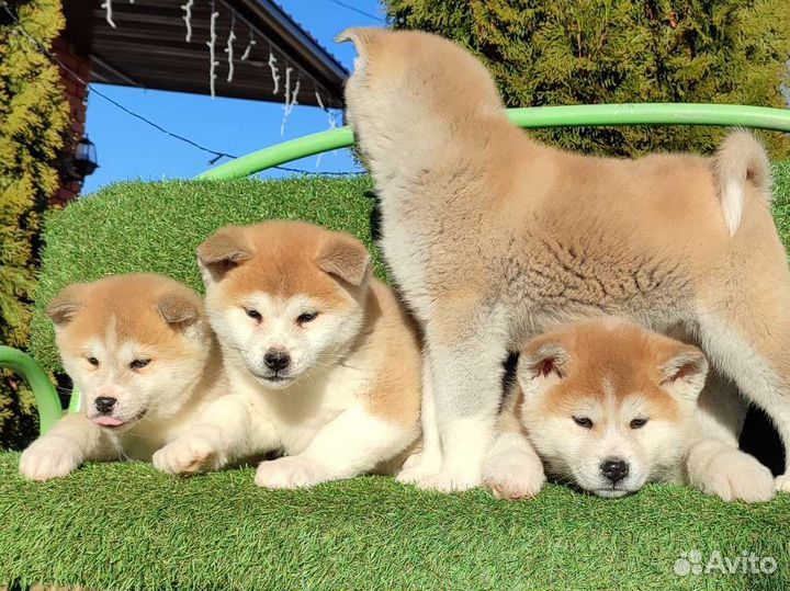 Акита ину малышня с фото