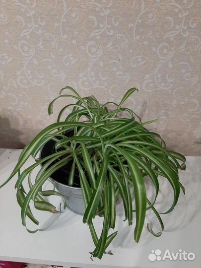 Хлорофитум